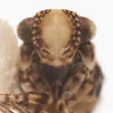 Protrocha orbiculata - photo 4