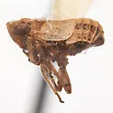 Protrocha orbiculata - photo 5
