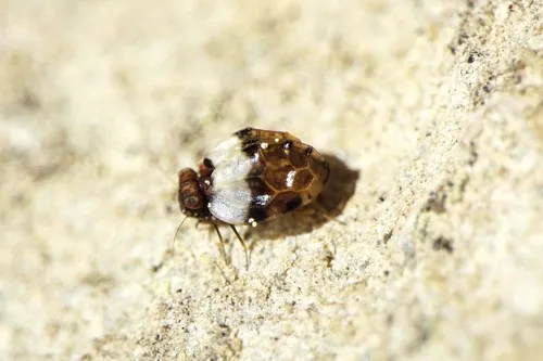 Protroctopsocidae - Protroctopsocidae