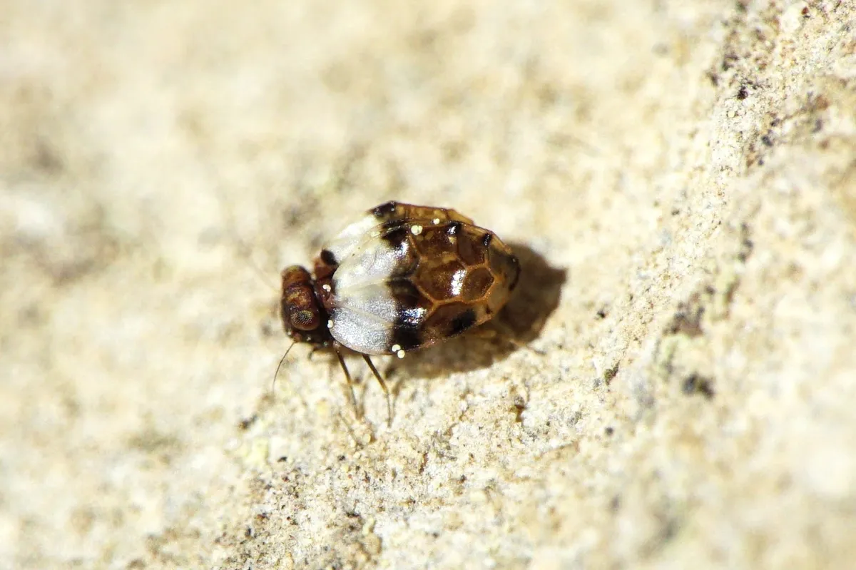 Protroctopsocidae - photo 3
