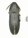 Proutianus americanus