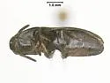 Proutianus americanus - photo 2