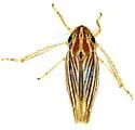 Provancherana mollicula