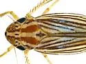 Provancherana mollicula - photo 2