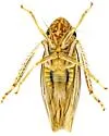 Provancherana mollicula - photo 3