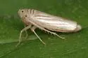 Provancherana tripunctata - photo 2