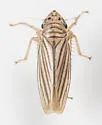 Provancherana tripunctata - photo 3