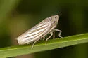 Provancherana tripunctata - photo 4