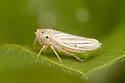 Provancherana tripunctata - photo 5