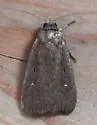 Proxenus mendosa - Hodges#9649 - Proxenus mendosa