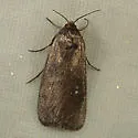 Rough-skinned Cutworm Moth - Hodges#9648
