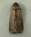 Rough-skinned Cutworm Moth - Hodges#9648 - photo 2
