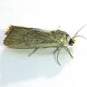 Rough-skinned Cutworm Moth - Hodges#9648 - photo 3