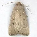 Rough-skinned Cutworm Moth - Hodges#9648 - photo 4