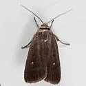 Miranda Moth - Hodges#9647