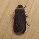 Miranda Moth - Hodges#9647 - photo 2