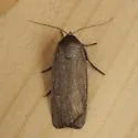 Miranda Moth - Hodges#9647 - photo 3