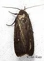 Miranda Moth - Hodges#9647 - photo 4