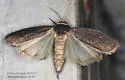 Miranda Moth - Hodges#9647 - photo 5