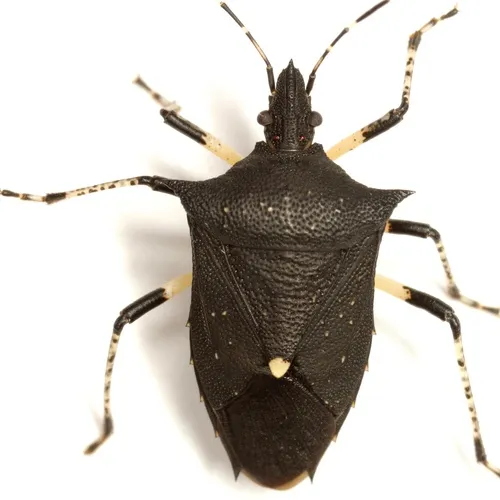 Black Stink Bug