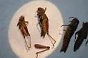 Cascade Timberline Grasshopper - Prumnacris rainierensis