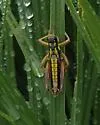 Cascade Timberline Grasshopper - photo 2