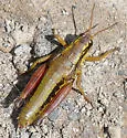 Cascade Timberline Grasshopper - photo 3