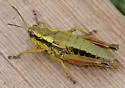 Cascade Timberline Grasshopper - photo 4