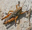 Cascade Timberline Grasshopper - photo 5
