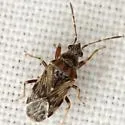 Prytanes confusa