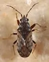 Prytanes confusa - photo 3