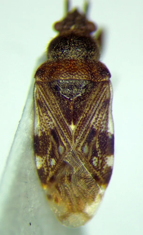 Prytanes formosus - photo 2