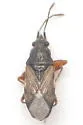 Prytanes fuscicornis - photo 2
