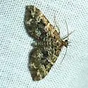 Psaliodes fervescens - Hodges#7315 - photo 4