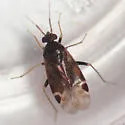 Psallovius piceicola