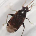 Psallovius piceicola - photo 2