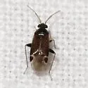 Psallovius piceicola - photo 3