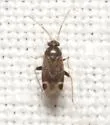 Psallovius piceicola - photo 4