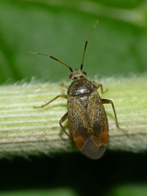 Psallus ambiguus