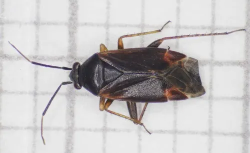 Psallus ambiguus - photo 2