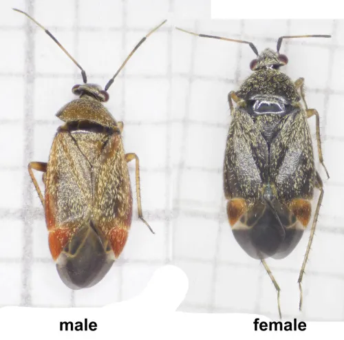 Psallus ambiguus - photo 3