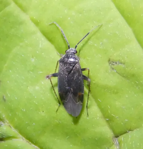 Psallus ambiguus - photo 4