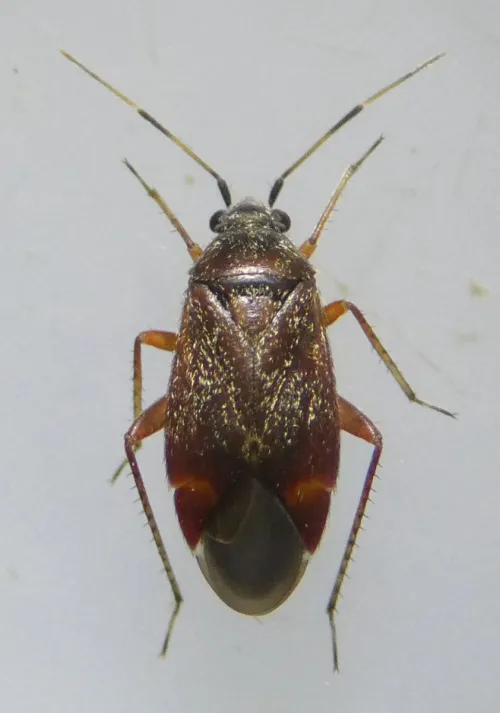 Psallus ambiguus - photo 5
