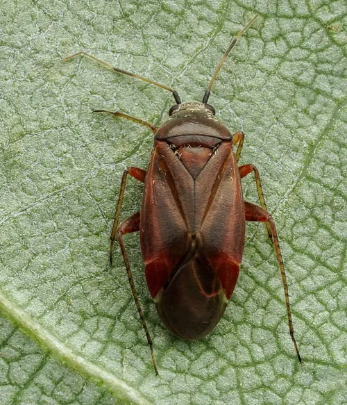 Psallus ambiguus - photo 6