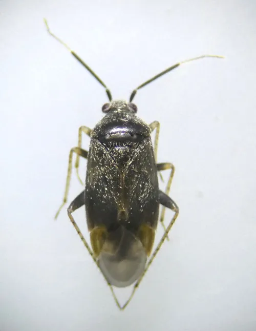 Psallus ambiguus - photo 7