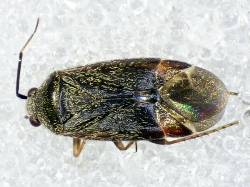 Psallus ambiguus - photo 8