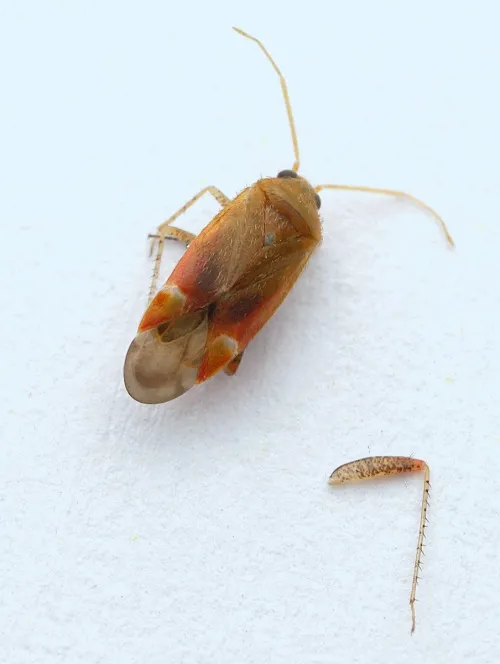 Psallus confusus