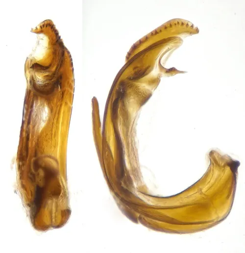 Psallus confusus - photo 2