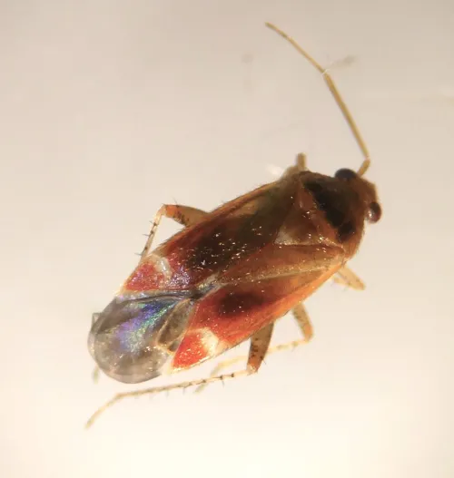 Psallus confusus - photo 4