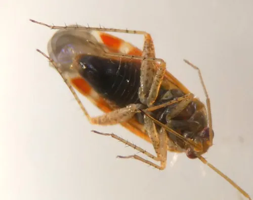 Psallus confusus - photo 5
